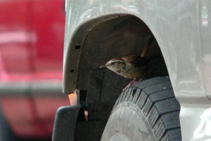 wrens love trucks?