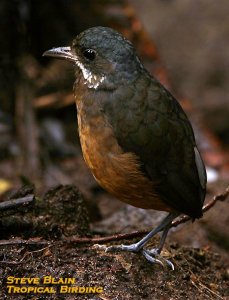 Moustached Antpitta