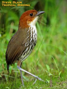 Chestnut-crowned Antpitta