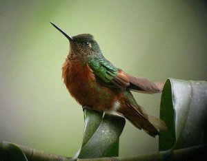 Chestnut-breasted Coronet