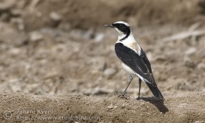 Black-eared Wheatear