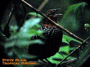 Ocellated Tapaculo