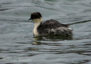 Silvery Grebe