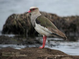 Andean Lapwing