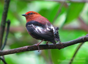 Club-winged Manakin