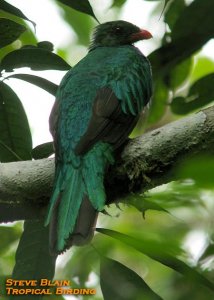 Pavonine Quetzal