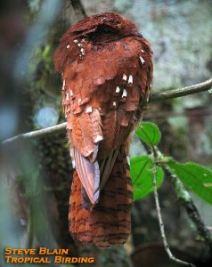 Rufous Potoo