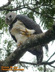 Harpy Eagle