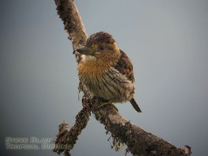 Striolated Puffbird