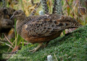 Rufous-bellied Seedsnipe