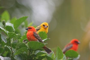 Madagascar Fody- yellow morph