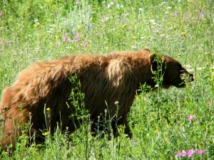 snacking on wildflowers