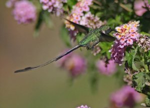 Peruvian Sheartail * DB