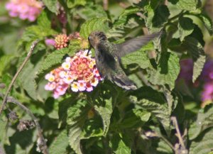 Peruvian Sheartail Female *DB