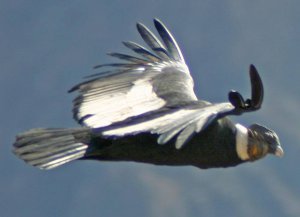 Andean Condor  *DB