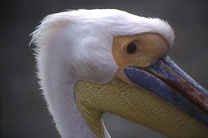 White Pelican