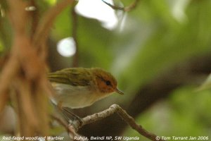 Red-faced Woodland Warbler