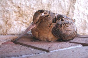 Sleeping on the Sidewalk