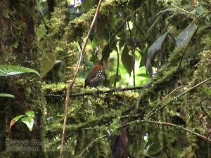 Peruvian Antpitta