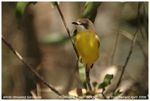 White-throated Gerygone