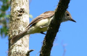 Large-billed (Galapagos) Flycatcher