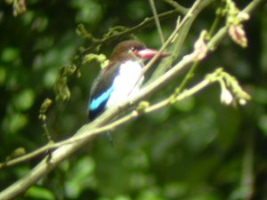 Chocolate-backed Kingfisher