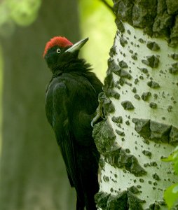 Black Woodpecker