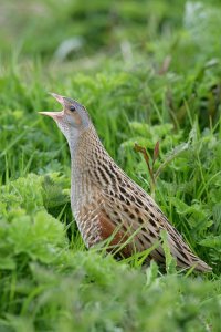 Corncrake