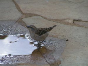 DB - Kenya Rufous Sparrow