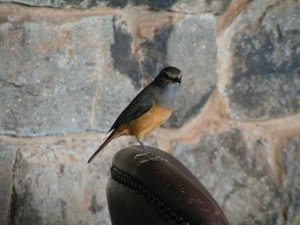 DB - Little Rock Thrush