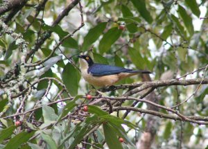 DB - Sharpe's Starling