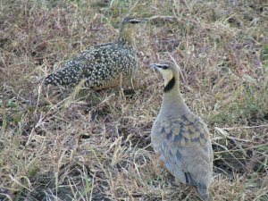 DB - Yellow-throated Sandgrouse