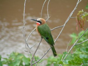 White-fronted Bee-eater