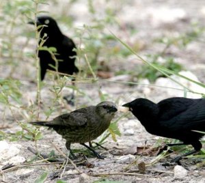 Carib Grackle feeding juvanile Shiny cowbird