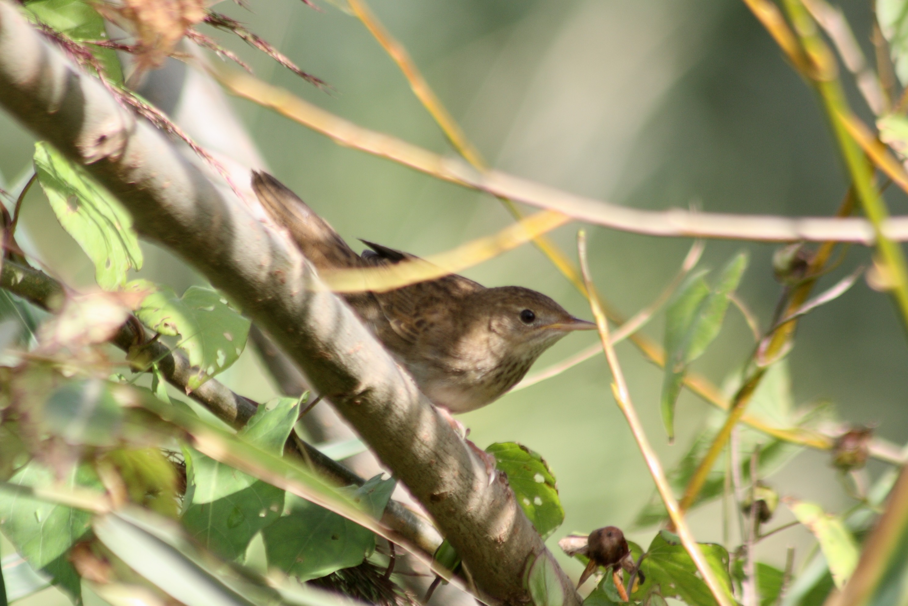 209- Locustella naevia Grasshopper Warbler- 28 août 2015.jpg | BirdForum