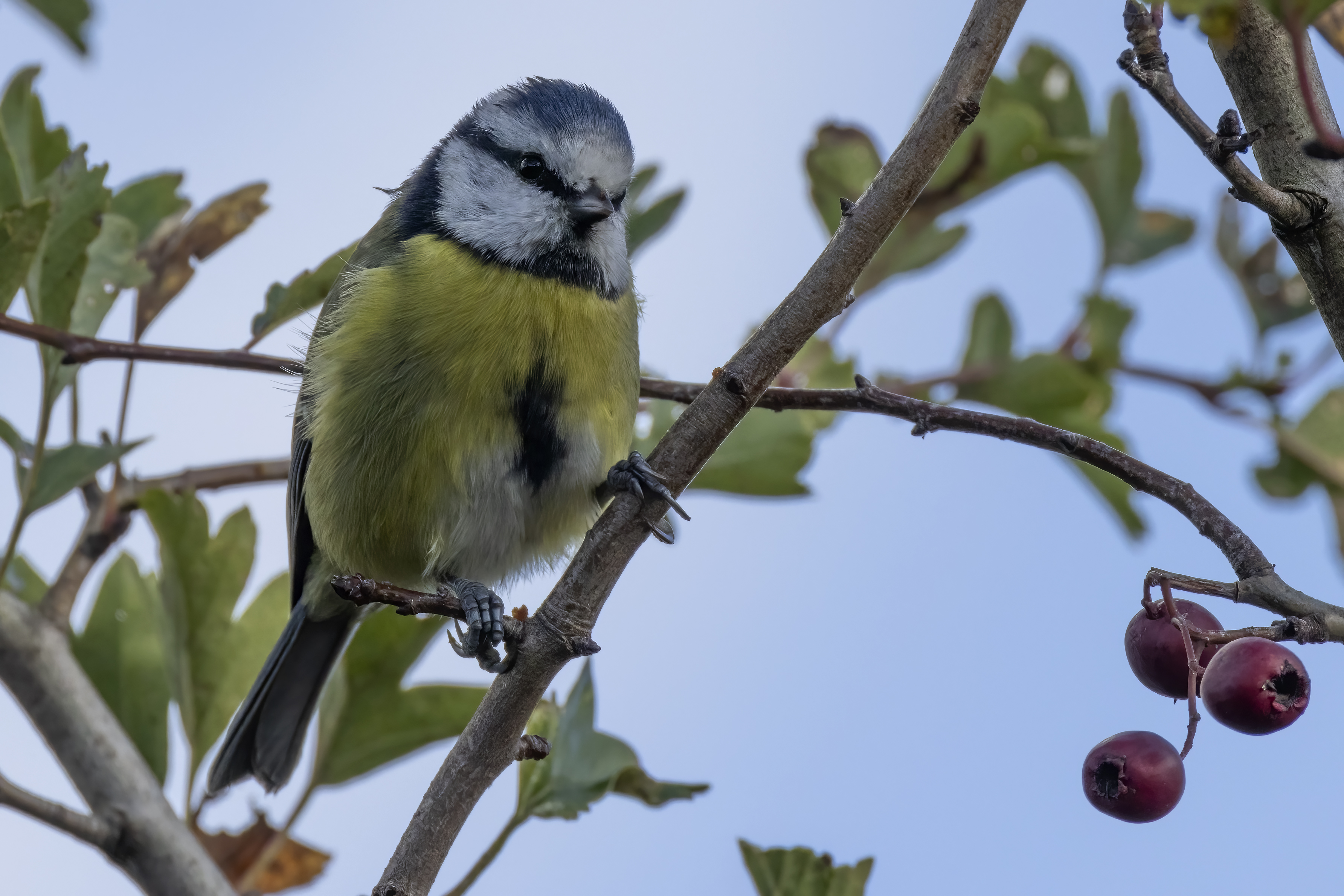 2215 Blue Tit.jpg