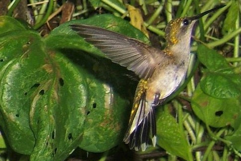 A free flight, backdropped by the jungle