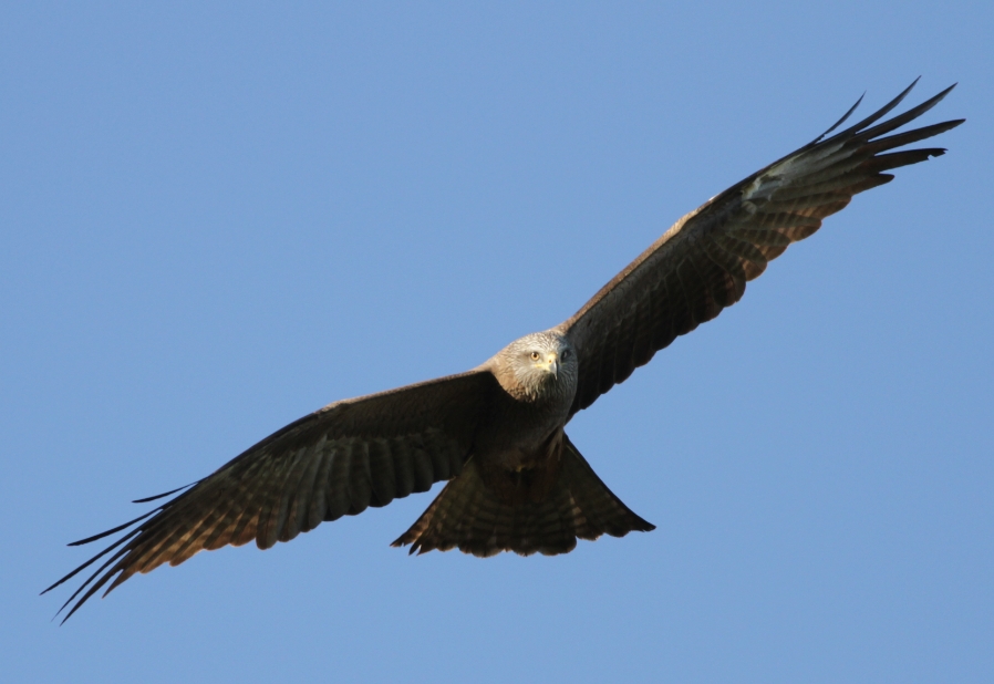 A spanish Black Kite. | BirdForum