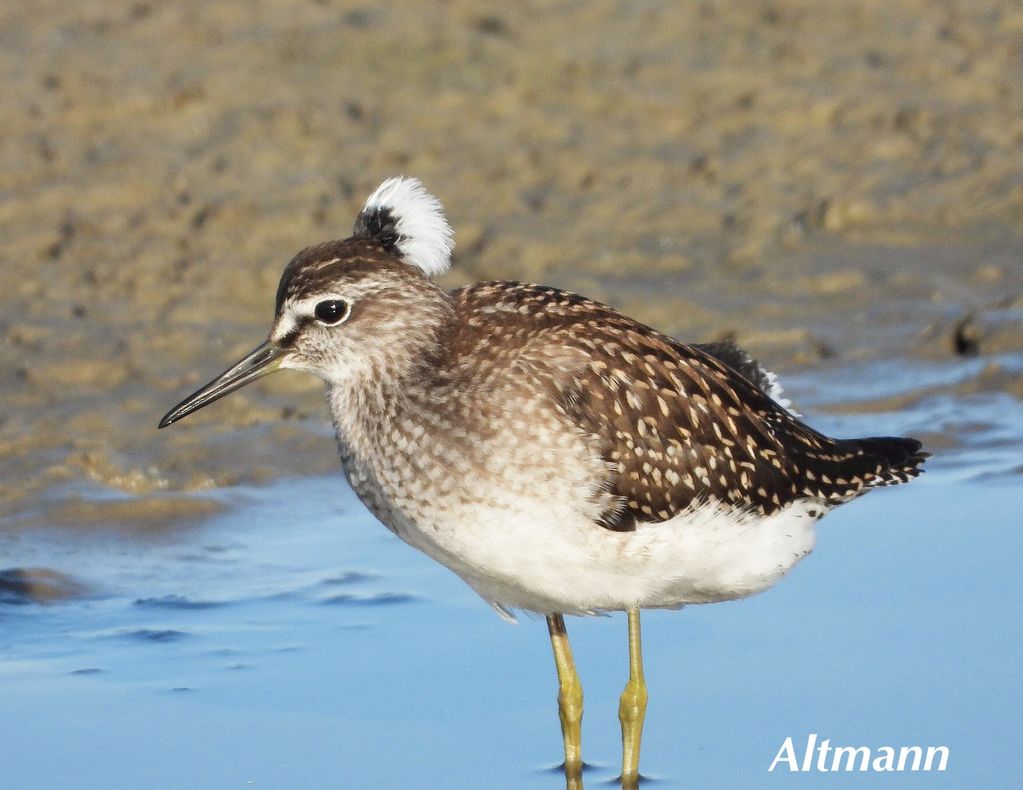 A spectacular Wood Sandpiper