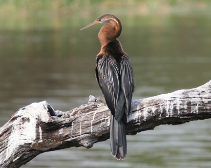 African Darter