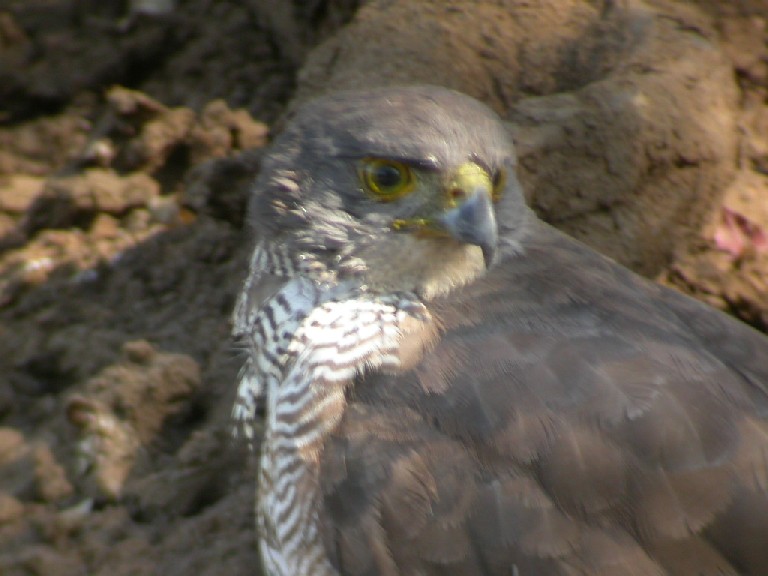 African Goshawk