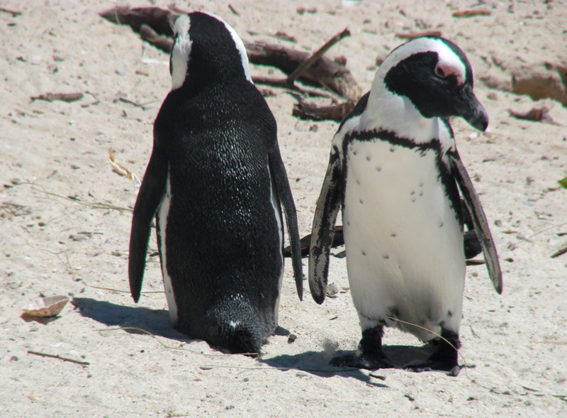 African Penguins