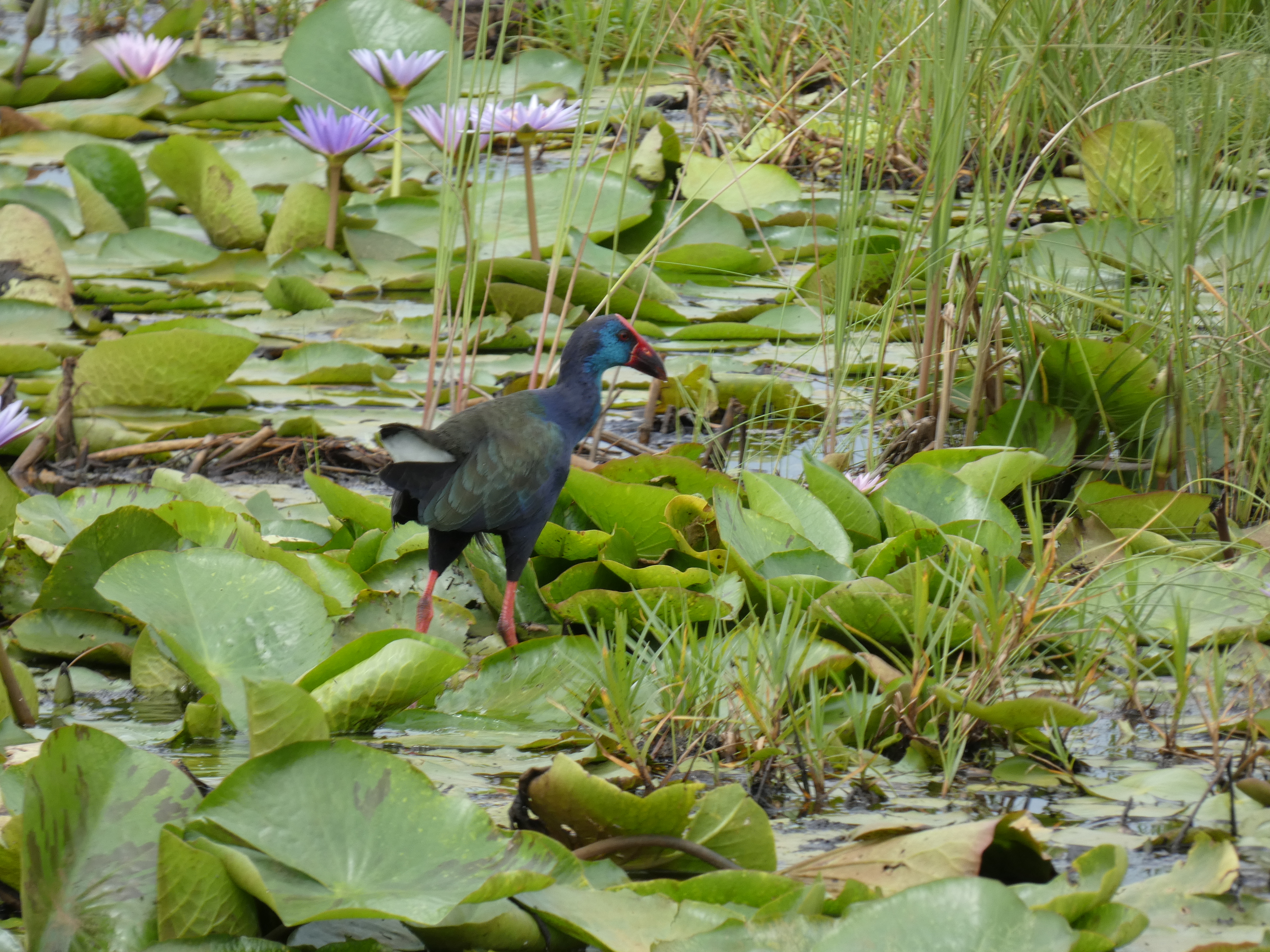 African Swamphen