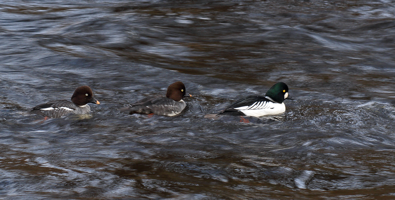 Against the stream...Goldeneye