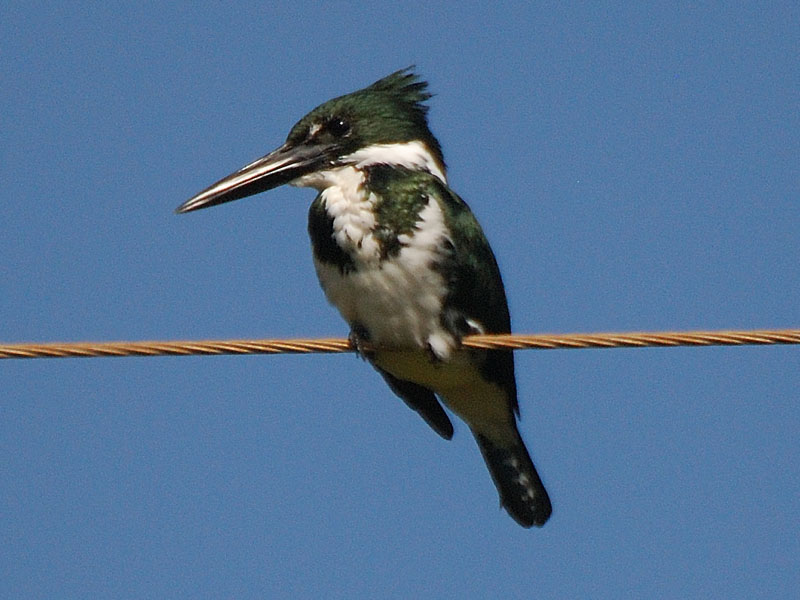 Amazon Kingfisher