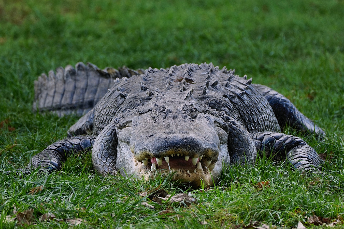 American alligator