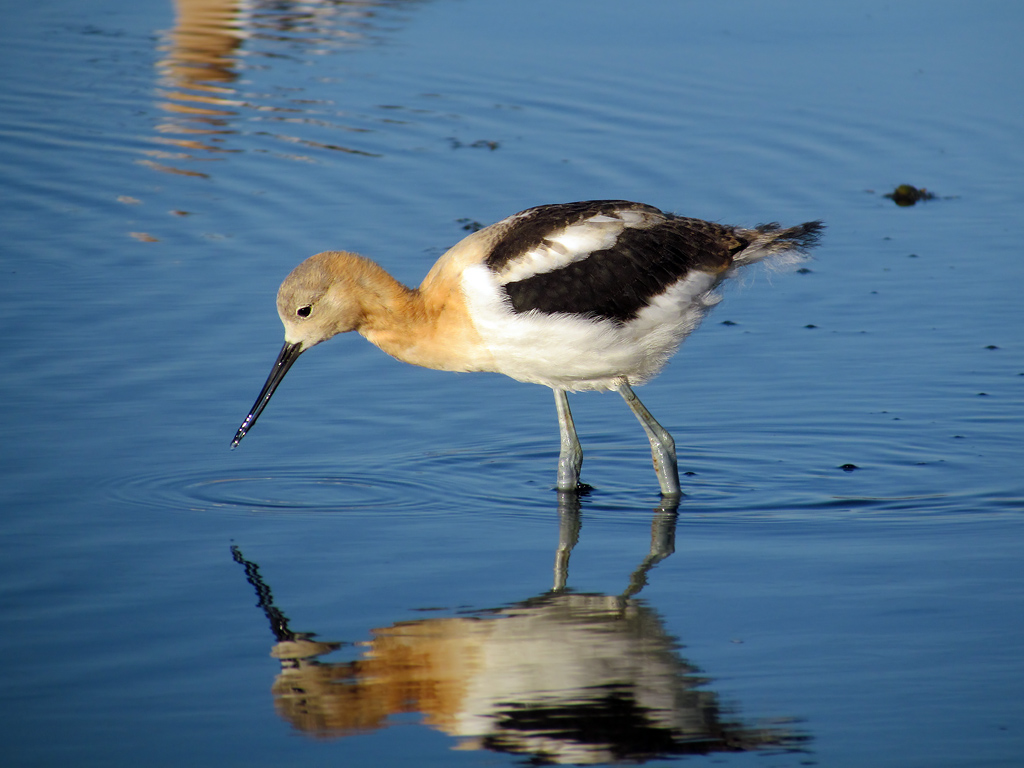 American Avocet