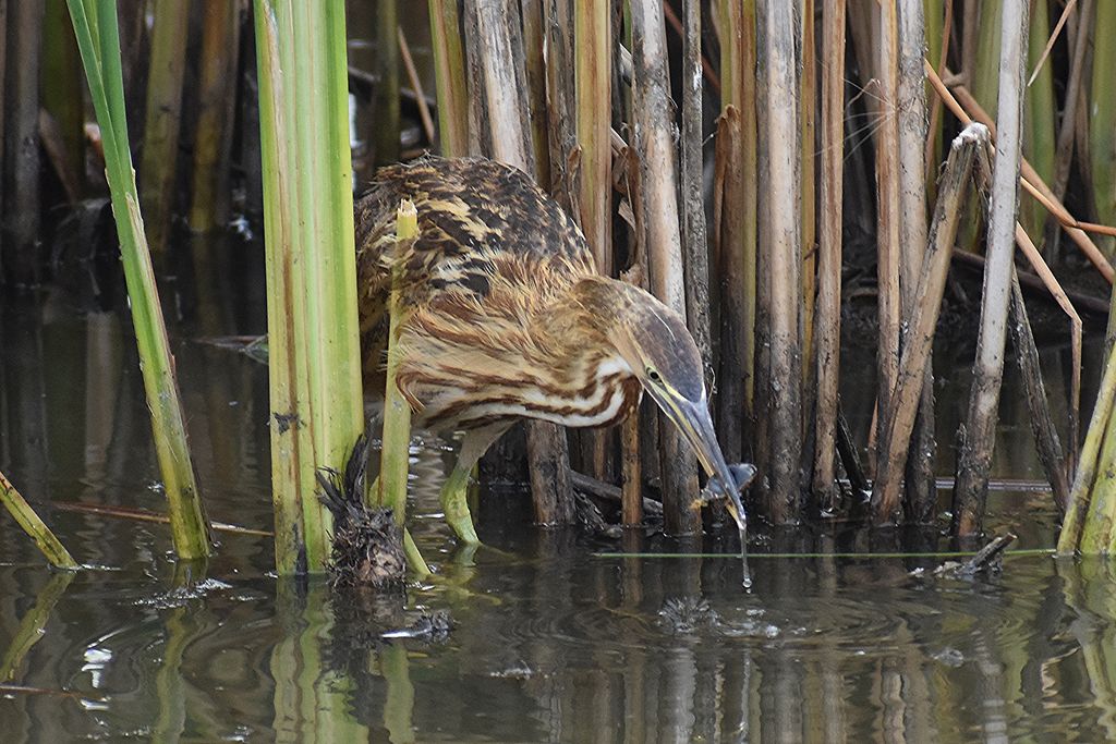 American Bittern