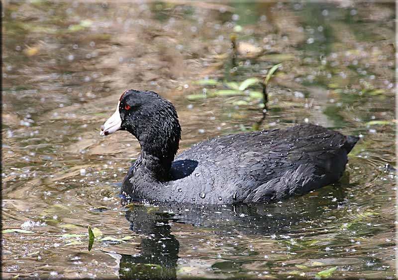 American Coot