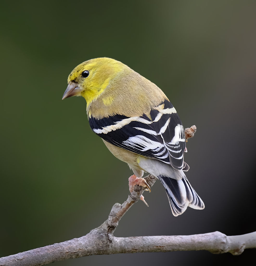 American Goldfinch